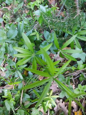 Galium aristatum L.: leaf