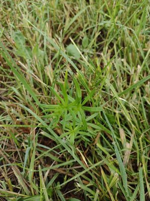 Galium aristatum L.: leaf