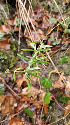 Galium aristatum L.: leaf