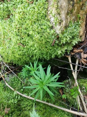 Galium aristatum L.: leaf