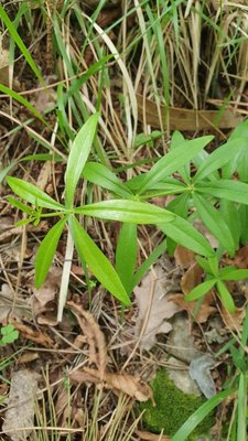 Galium aristatum L.: leaf