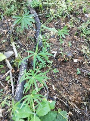 Galium aristatum L.: leaf