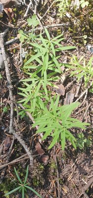 Galium aristatum L.: leaf