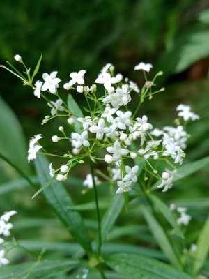 Galium aristatum L.: flower