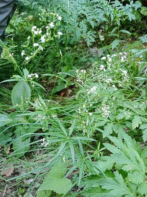 Galium aristatum L.: habit