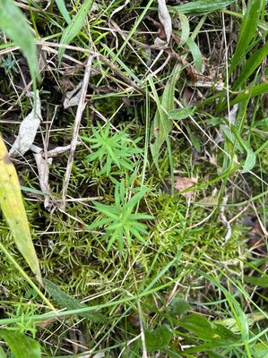 Galium aristatum L.: leaf