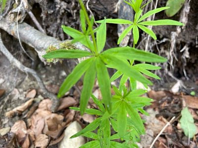 Galium aristatum L.: leaf