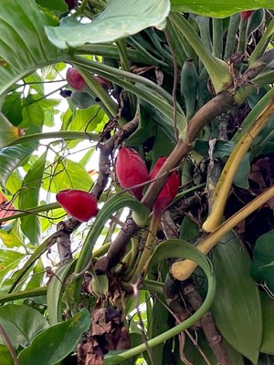 Syngonium auritum (L.) Schott: fruit