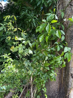 Syngonium auritum (L.) Schott: leaf
