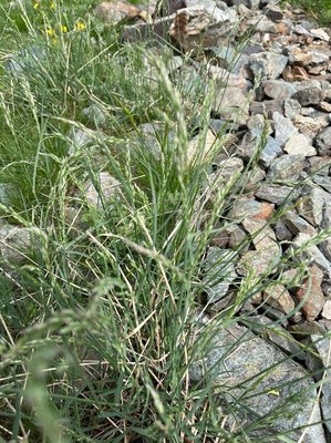 Poa cenisia All.: leaf