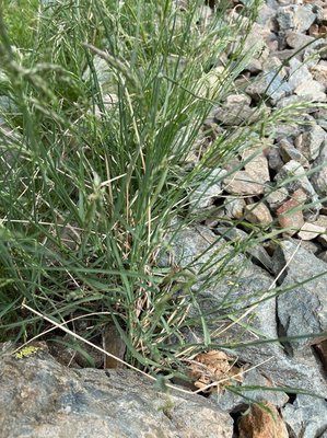Poa cenisia All.: leaf