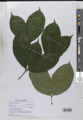 Aulacocalyx jasminiflora Hook.f.