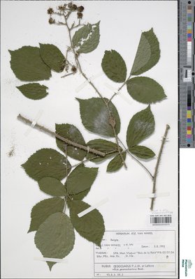 Rubus oigocladus P.J.Müll. & Lefèvre