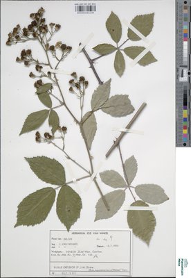 Rubus exasperatus Lefèvre & P.J.Müll.