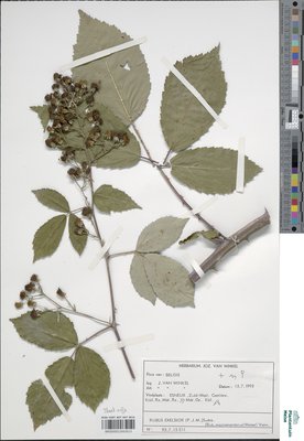 Rubus exasperatus Lefèvre & P.J.Müll.
