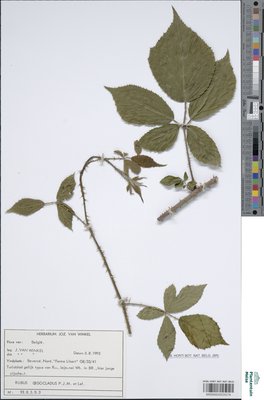 Rubus oigocladus P.J.Müll. & Lefèvre