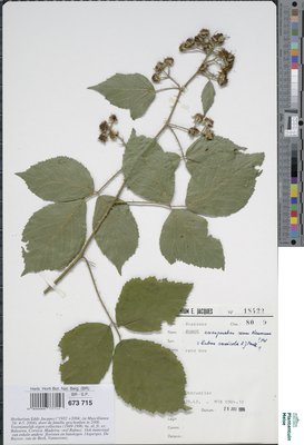 Rubus exasperatus Lefèvre & P.J.Müll.
