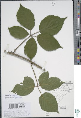 Rubus exasperatus Lefèvre & P.J.Müll.