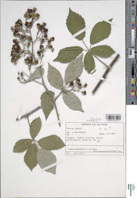 Rubus exasperatus Lefèvre & P.J.Müll.