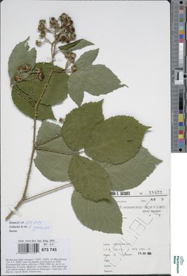Rubus exasperatus Lefèvre & P.J.Müll.