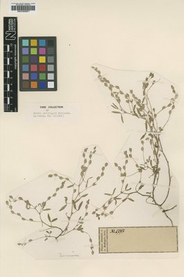 BM000958977