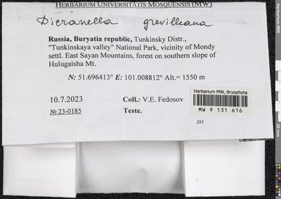 Aongstroemia grevilleana (Brid.) Müll. Hal., Moscow University Herbarium