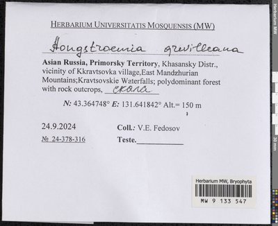 Aongstroemia grevilleana (Brid.) Müll. Hal., Moscow University Herbarium