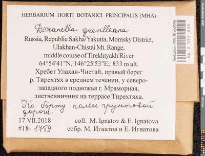 Aongstroemia grevilleana (Brid.) Müll. Hal., Moscow University Herbarium
