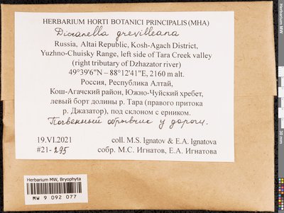 Aongstroemia grevilleana (Brid.) Müll. Hal., Moscow University Herbarium