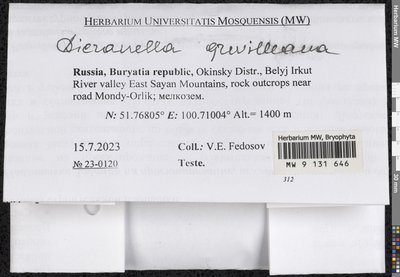 Aongstroemia grevilleana (Brid.) Müll. Hal., Moscow University Herbarium