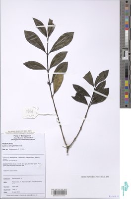 Saldinia oblongifolia Bremek.