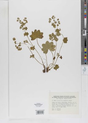 Alchemilla versipila Buser
