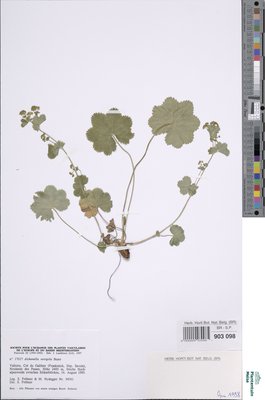 Alchemilla versipila Buser