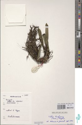 Rhipidoglossum brachyceras (Summerh.) Farminhão & Stévart