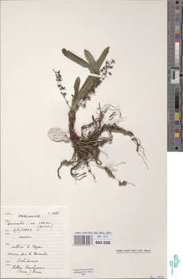 Rhipidoglossum brachyceras (Summerh.) Farminhão & Stévart