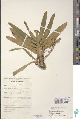Rhipidoglossum brachyceras (Summerh.) Farminhão & Stévart