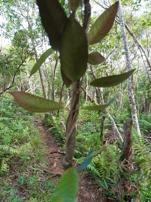 Trichosandra borbonica Decne.: habit