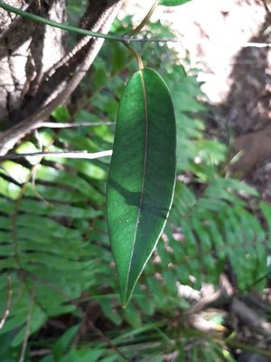 Trichosandra borbonica Decne.: leaf