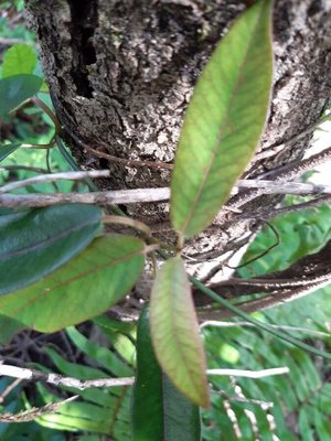 Trichosandra borbonica Decne.: leaf