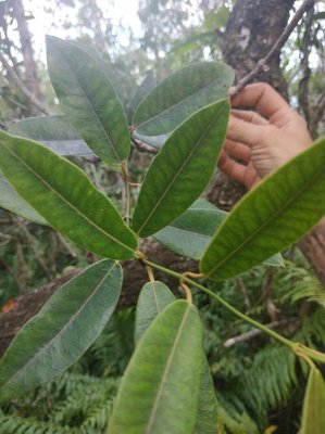 Trichosandra borbonica Decne.: leaf