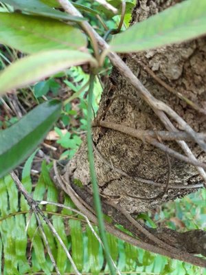 Trichosandra borbonica Decne.: bark