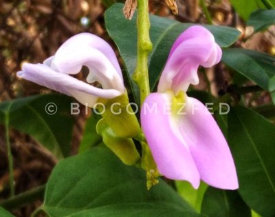 Canavalia gladiata (Jacq.) DC.: flower