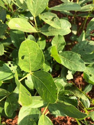 Vigna subterranea (L.) Verdc.: leaf