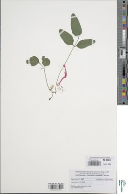 Vigna subterranea var. subterranea