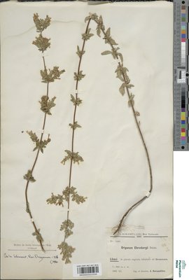 Origanum ehrenbergii Boiss.
