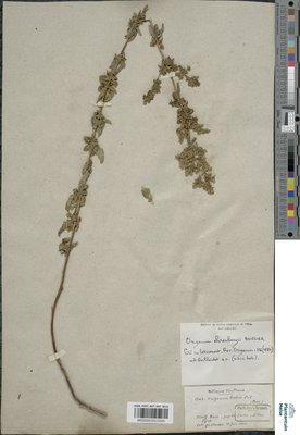 Origanum ehrenbergii Boiss.