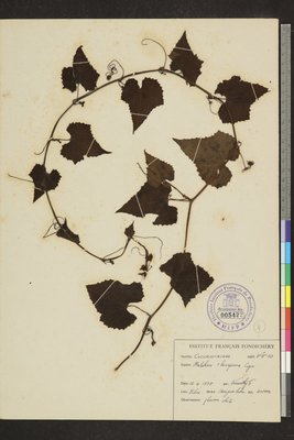 Mukia leiosperma (Wight & Arn.) Wight