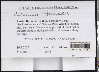 Grimmia funalis (Schwägr.) Bruch ex De Not., Moscow University Herbarium