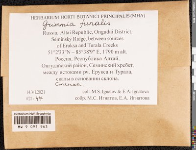 Grimmia funalis (Schwägr.) Bruch & Schimp., Moscow University Herbarium