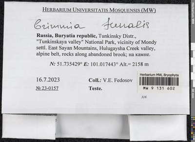 Grimmia funalis (Schwägr.) Bruch ex De Not., Moscow University Herbarium